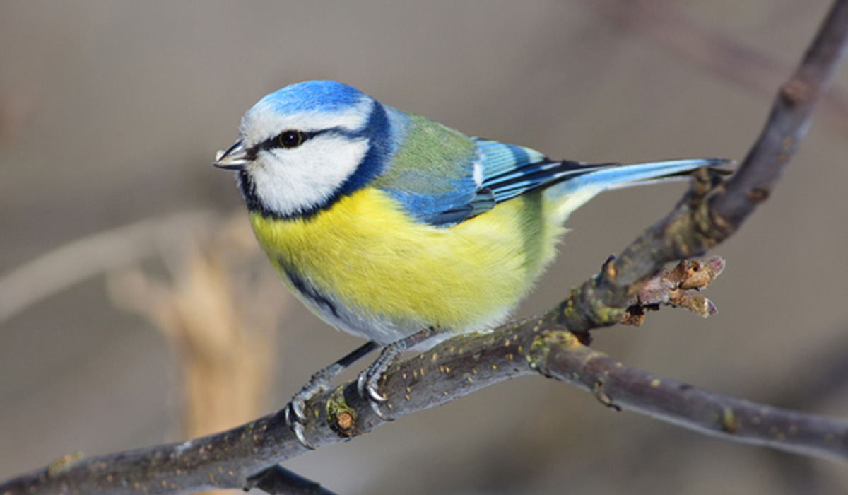 Blue Tit
